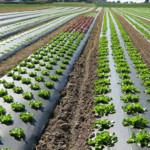 Biodegradable Mulch Films